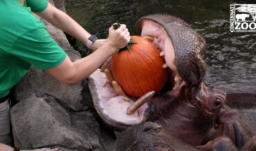 Hippos Eating Pumpkins Whole To Celebrate Halloween