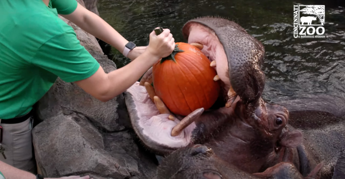 Hippos Eating Pumpkins Whole To Celebrate Halloween