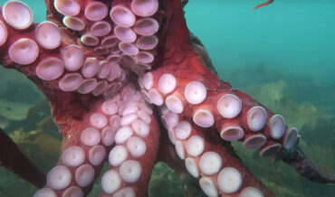 The Kraken!: Diver Gets Surprise Hugs And Kisses From Giant Octopus