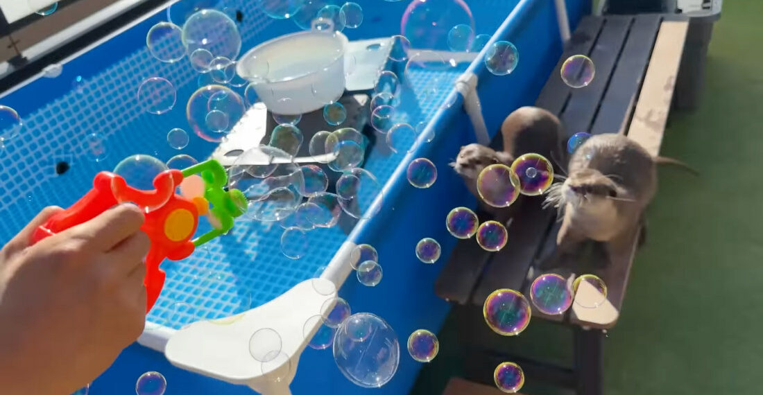 Pet Otters React To Bubble-Blowing Gun