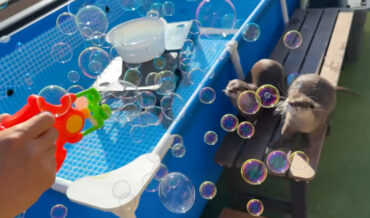 Pet Otters React To Bubble-Blowing Gun