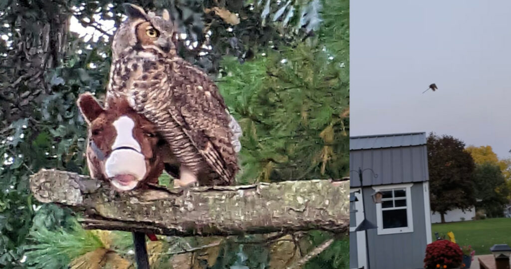 Owl Steals Child's Toy Hobby Horse, Flies Like Witch On Broomstick