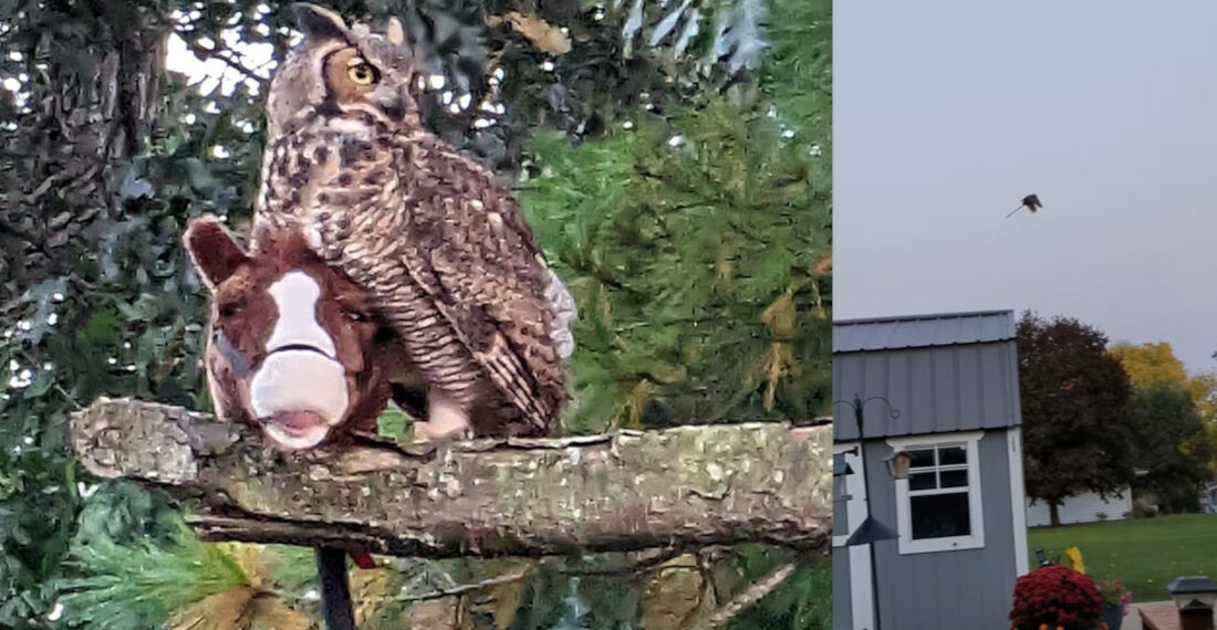 Owl Steals Child’s Toy Hobby Horse, Flies Like Witch On Broomstick