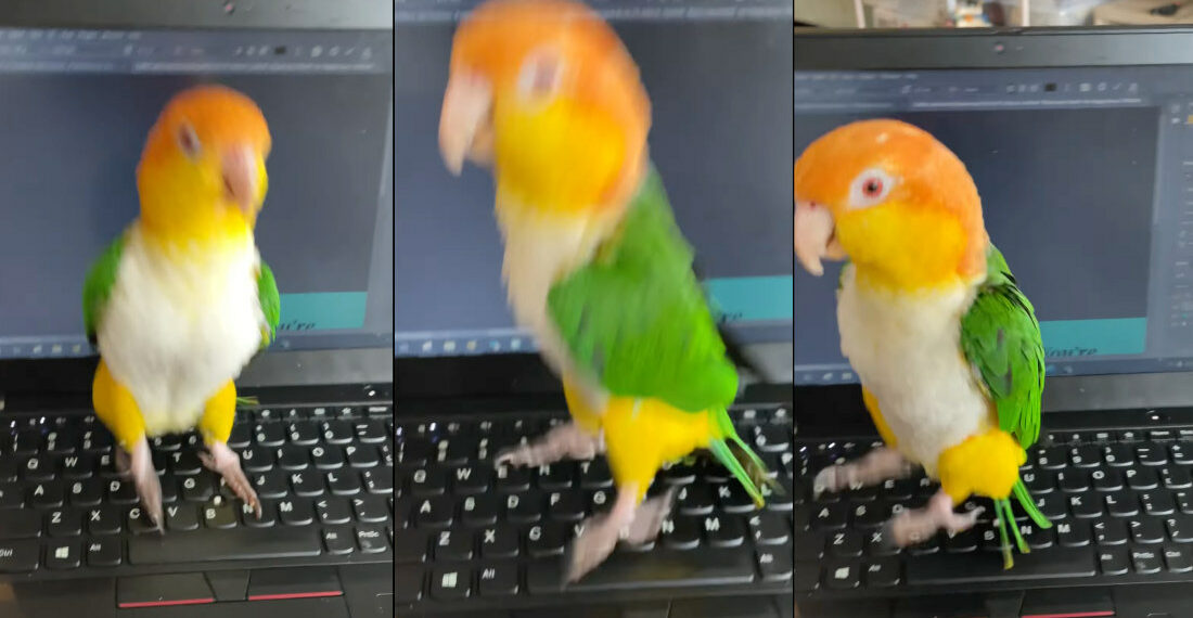 Pet Parrot Going Bonkers On Owner’s Laptop