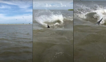 Yikes: Dolphin Swims Up On Guy Like A Shark