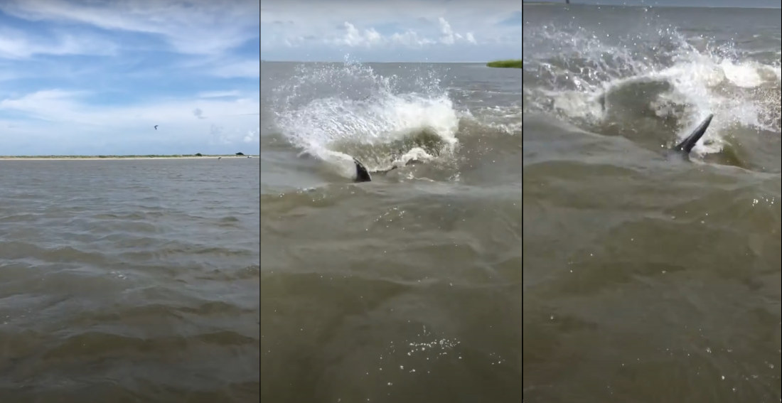 Yikes: Dolphin Swims Up On Guy Like A Shark