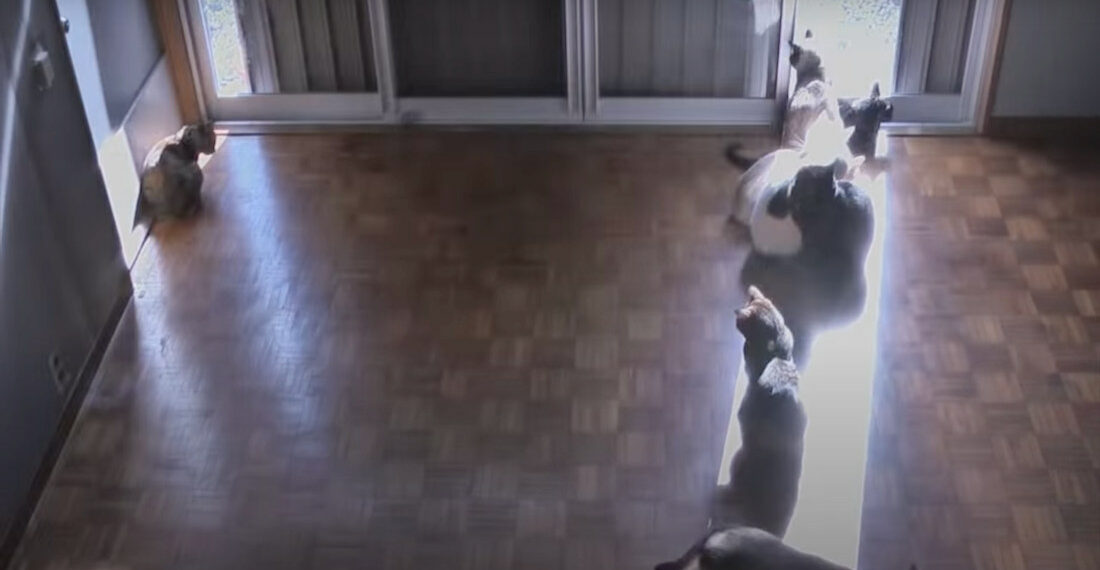 Timelapse Of Cats Following The Sunny Spot Across The Floor Throughout The Day