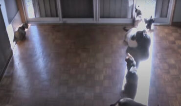 Timelapse Of Cats Following The Sunny Spot Across The Floor Throughout The Day