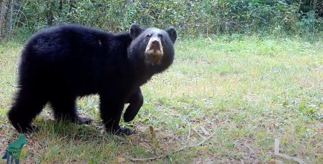 Bear Cub Readjusts Trail Cam For Better Angle Of All The Wildlife