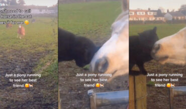 Horse Runs Clear Across Pasture To Meet Cat Friend