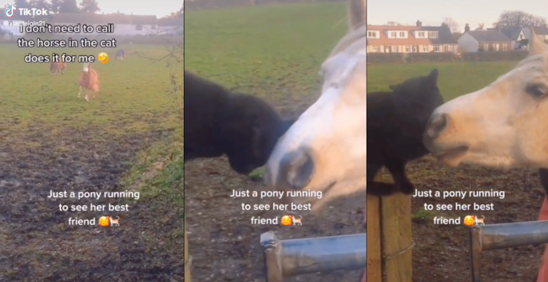 Horse Runs Clear Across Pasture To Meet Cat Friend