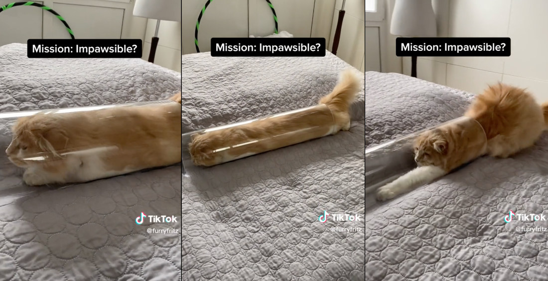 Cat Manages To Squeeze Entire Body Into Narrow Glass Tube