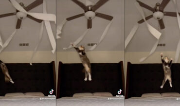 Making A Cat Toy Out Of A Ceiling Fan And Toilet Paper