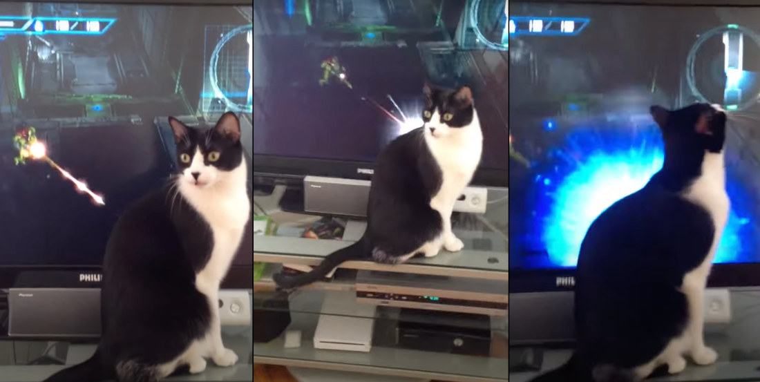 Cat Unknowingly Becomes Boss Battle In Metroid Game
