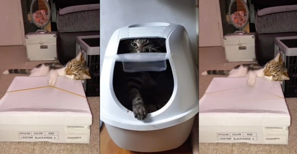 Cats Perform White Stripes' 'Seven Nation Army' On Rubber Band, Litter Box Door
