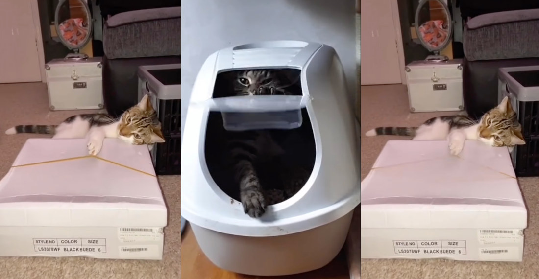 Cats Perform White Stripes’ ‘Seven Nation Army’ On Rubber Band, Litter Box Door