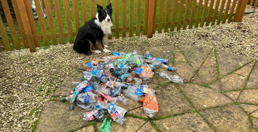 Good Boy!: Dog Collects Plastic Bottle Trash For Recycling!