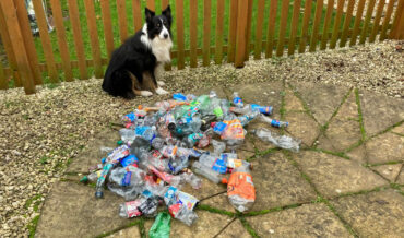 Good Boy!: Dog Collects Plastic Bottle Trash For Recycling!