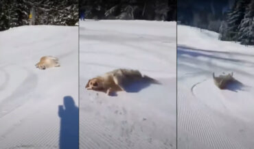 Golden Retriever Joyfully Slides Down Ski Slope