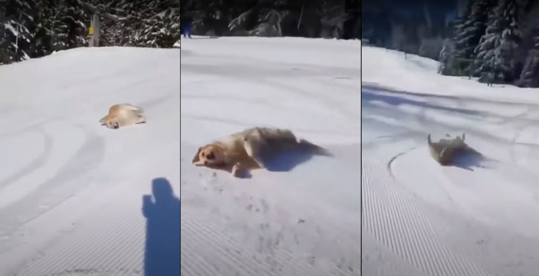 Golden Retriever Joyfully Slides Down Ski Slope