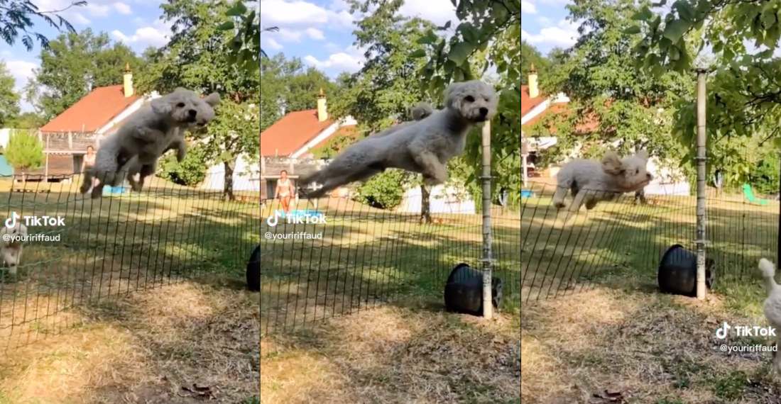 Two Dogs Majestically Jump Over Fence, One Doesn’t