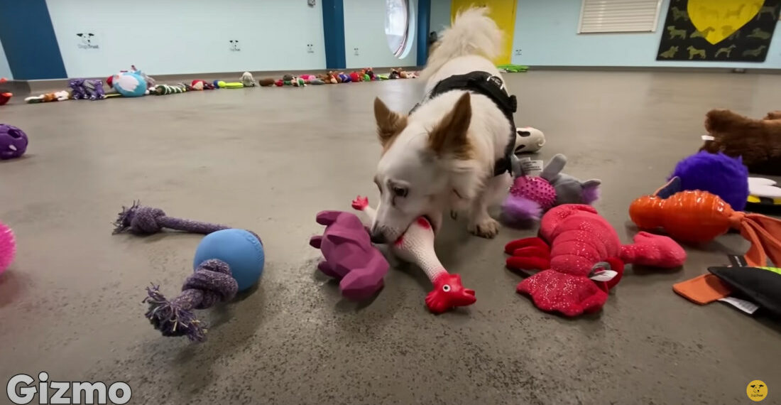 Rescue Dogs Get To Pick Their Own Christmas Present Toys