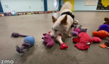 Rescue Dogs Get To Pick Their Own Christmas Present Toys