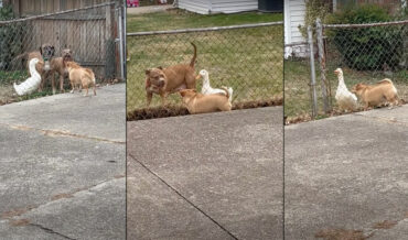 Pet Goose Joins Dog Friends In Barking At Another Dog