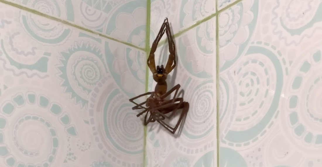 Facehugger!: Unsettling Footage Of A Huntsman Spider Molting