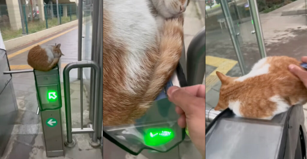 Cat Sleeping On Metro Card Scanner Makes Commuters Scan Cards Underneath
