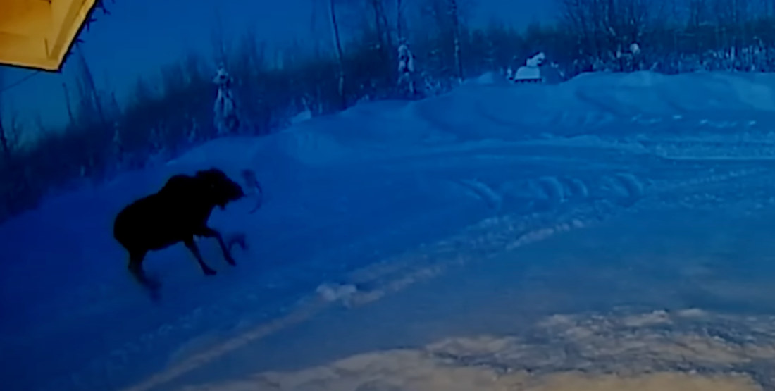 Doorbell Cam Captures Rare Sight Of Moose Shedding Antlers