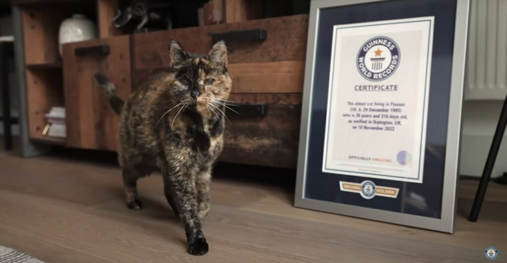 27-Year Old Tortoiseshell Cat Is World's Oldest Living Kitty