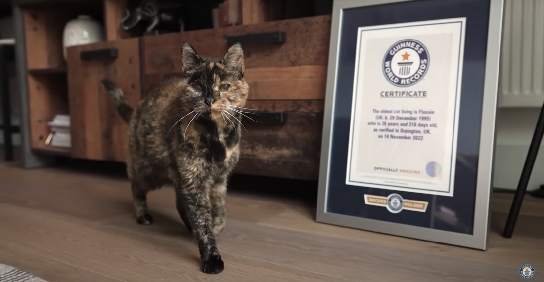 27-Year Old Tortoiseshell Cat Is World’s Oldest Living Kitty