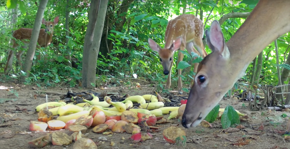 Trail Cam Footage Of The Wildlife Attracted To Bananas Left In The Woods