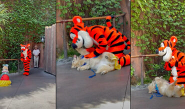 Service Dog Gets To Meet Favorite Character At Disneyland
