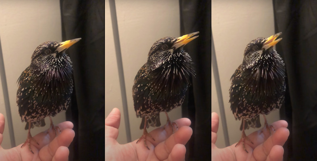 Starling Bird Performs Spot-On Impression Of R2-D2