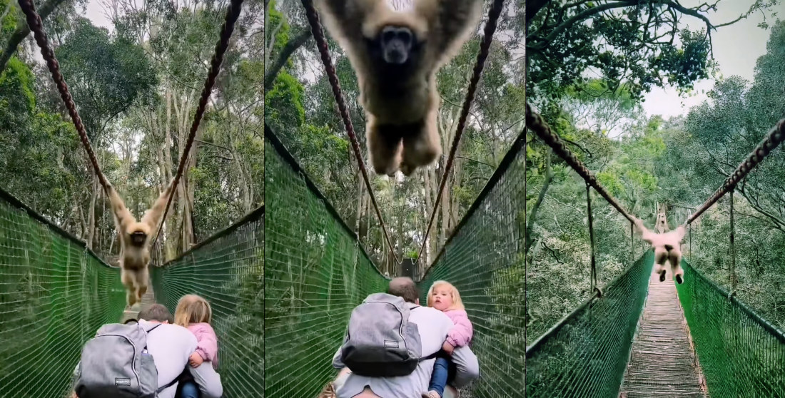 Coming In Hot!: Gibbon Swinging On Rope Bridge Makes Tourists Duck
