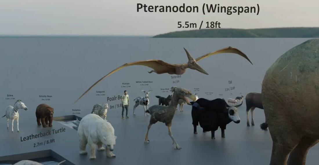 Animal Size Comparison Video