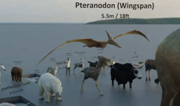 Animal Size Comparison Video