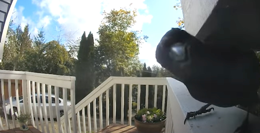 Bird Rings Doorbell, Flies Away In Classic Ding Dong Ditch Prank