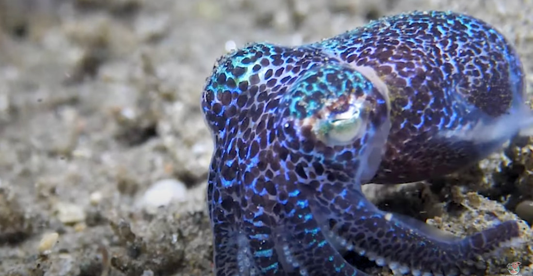 Cartoon Looking Bobtail Squids Bury Themselves In Sand