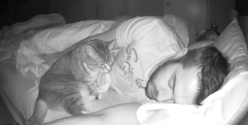 Man Records Video Of His Cat's Movement Around The Bed At Night
