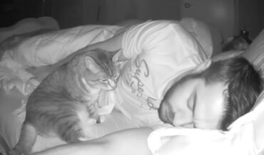 Man Records Video Of His Cat’s Movement Around The Bed At Night