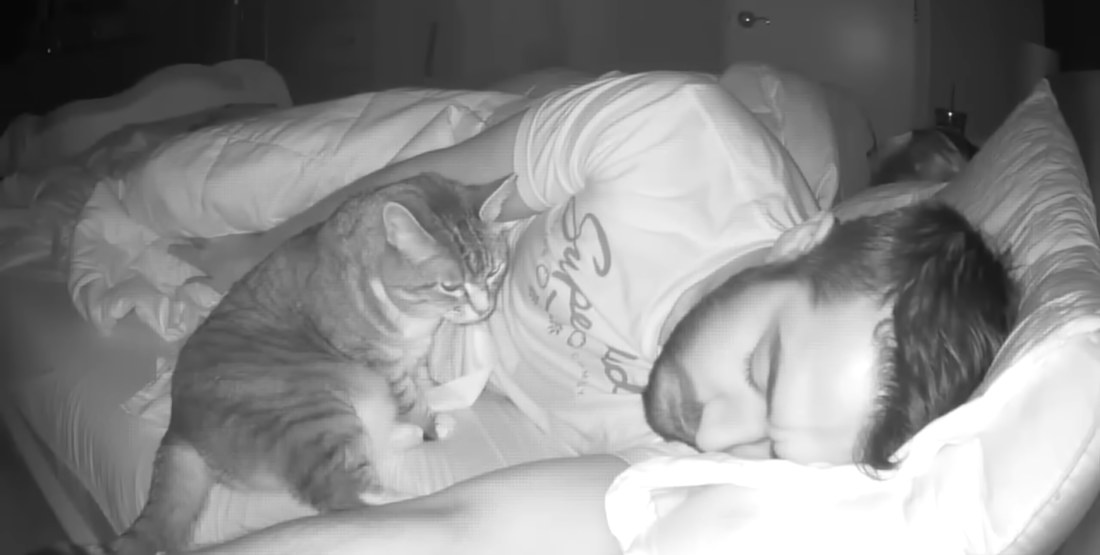 Man Records Video Of His Cat’s Movement Around The Bed At Night