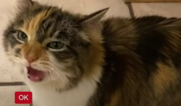 Cat Can Say ‘Okay’ (And Only Okay)