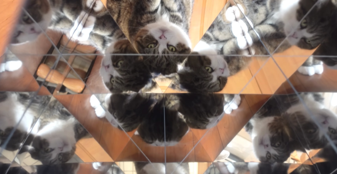 Three Cats Explore A Giant Triangular Kaleidoscope