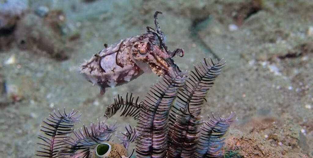Cuttlefish Actively Camouflaging Itself To Match Nearby Sealife