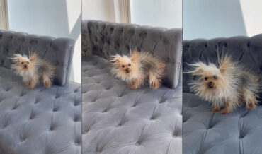 Yorkie Becomes Lil Static Ball After Rubbing Itself On Sofa