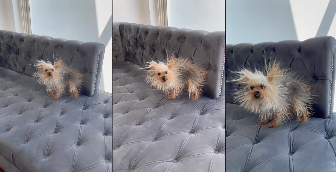 Yorkie Becomes Lil Static Ball After Rubbing Itself On Sofa