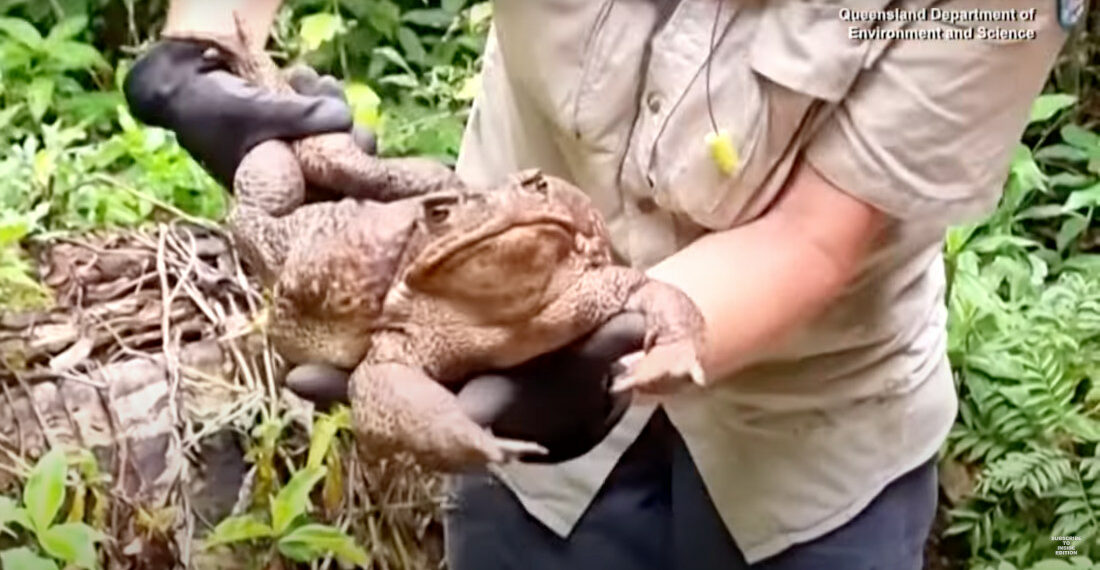 Giant 6 Pound Toad Caught In Australia